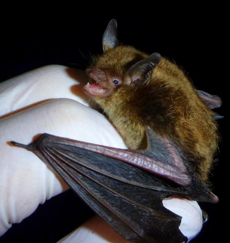 Little Brown Bat held by resercher