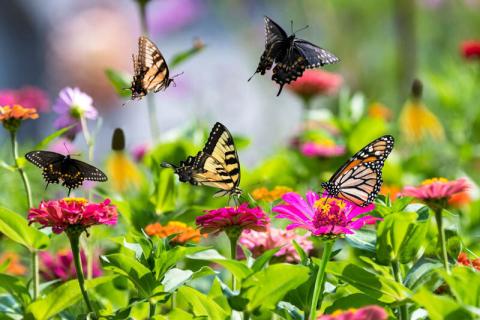 butterflies in a garden