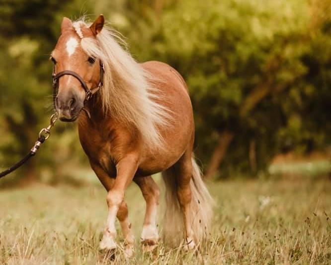 miniature horse running