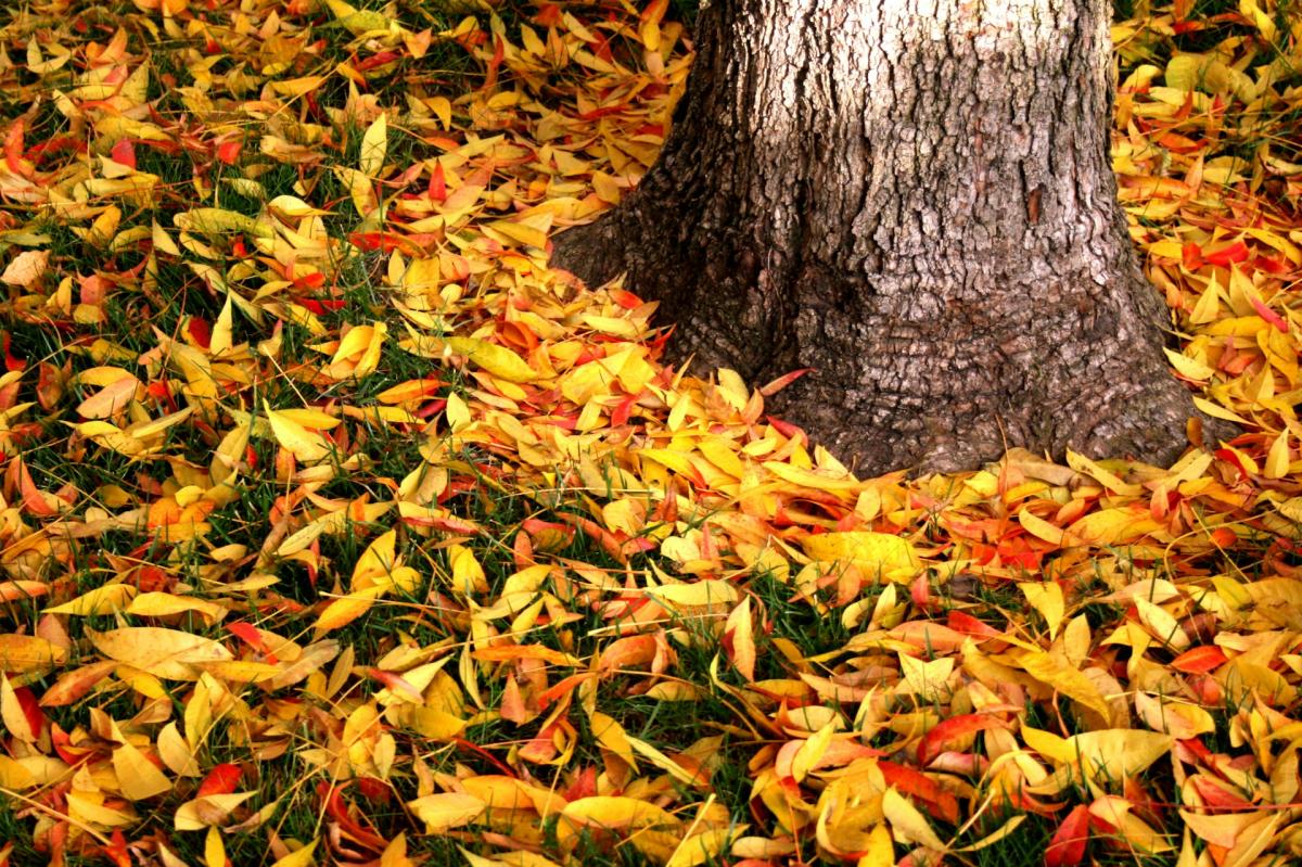 yellow and red leaves on the ground at the base of a tree